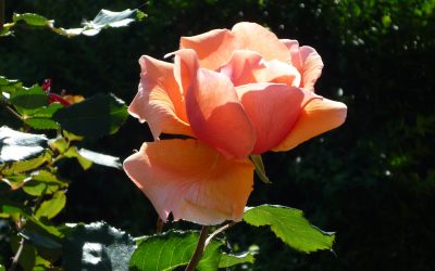 Roses on fast-forward