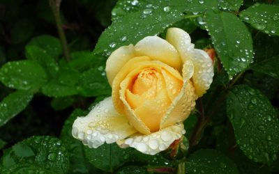 Rainy Jubilee Weekend