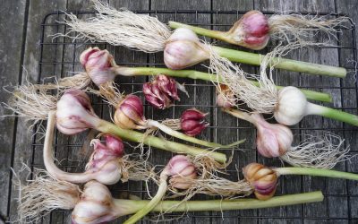 Pink garlic from our garden