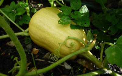 Season of mists and …