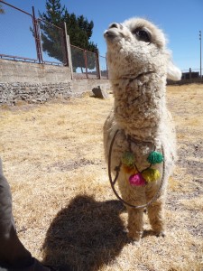 sweet Peruvian alpaca