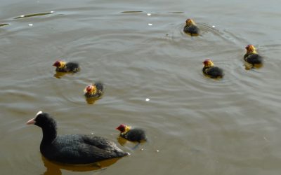 First ducklings of spring