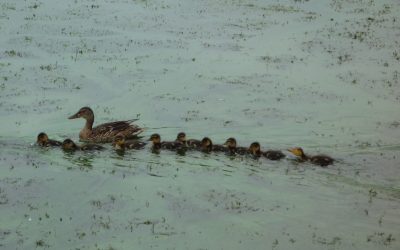 September ducklings