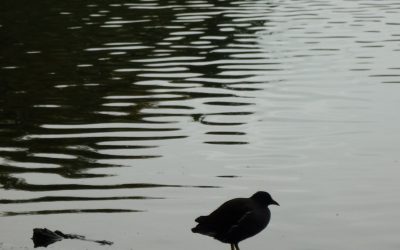 Contemplating winter