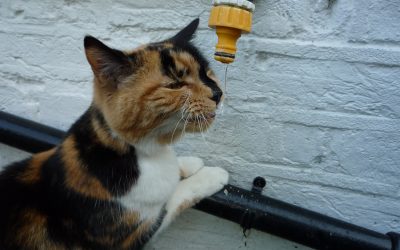 Pill-popping for cats