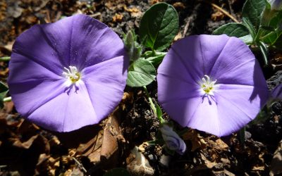 Flowering on one day only