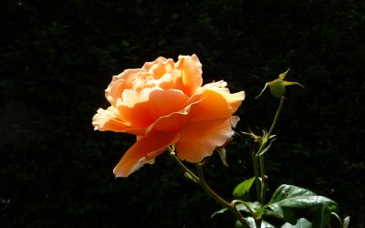 Getting up early for a flower