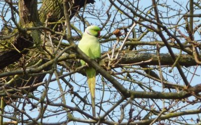 Parakeets in Richmond Park