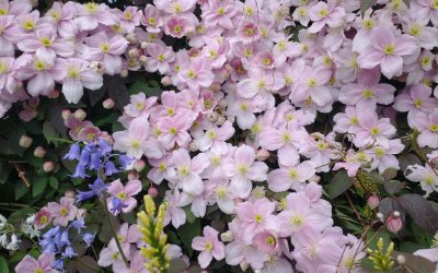 New Yorker ‘What We’re Reading This Week’ mentions ‘Women and the Piano’