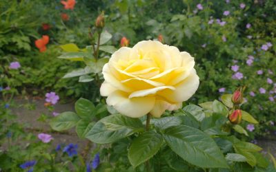 Wall Street Journal reviews my book