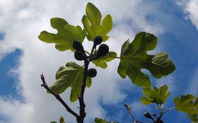 FT Best Summer Books of 2024