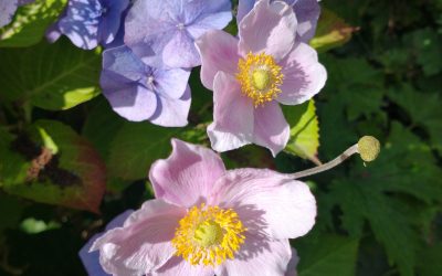 The Pianoforte Recital – then and now