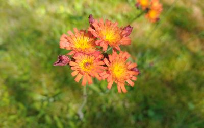 Competitions then and now