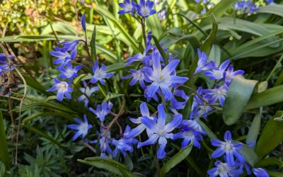 Admiring swallows on either side of their migration routes
