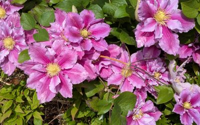 Watching the Van Cliburn piano competition