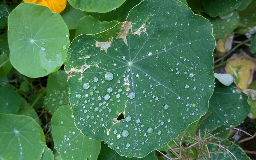 Today is György Sebök’s birthday