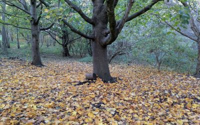 Proofreading your own words