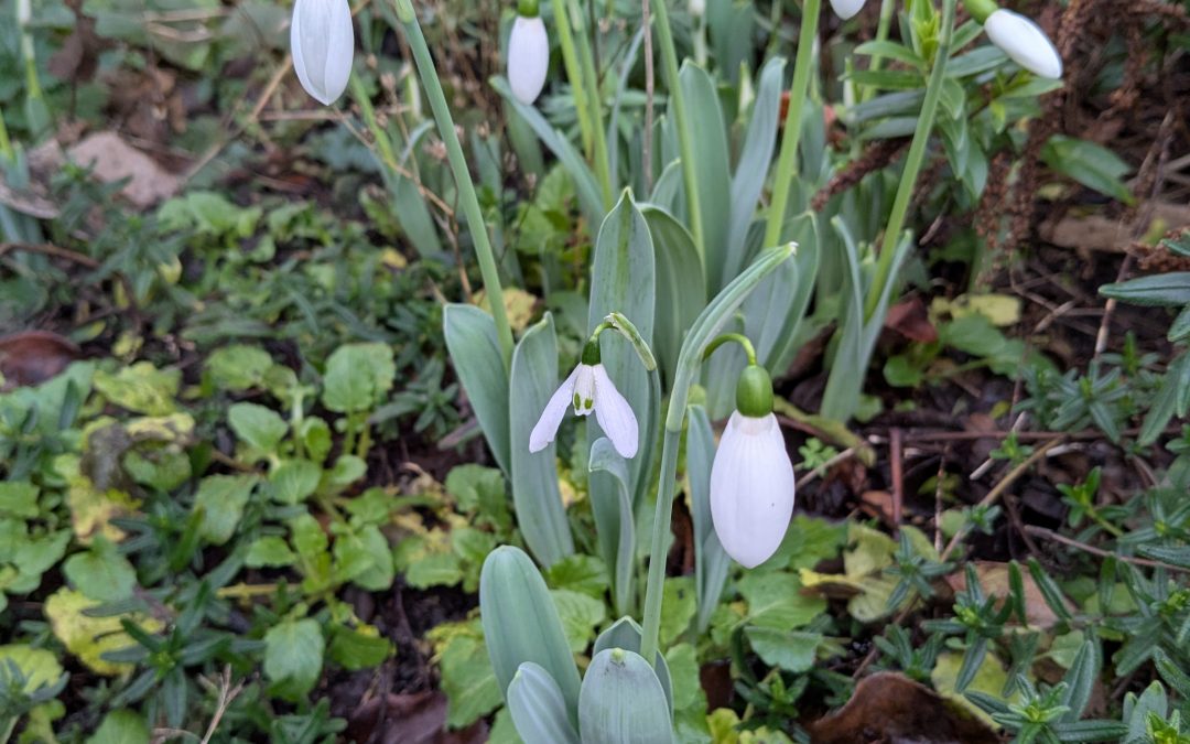 Tickets go on sale for my Wigmore recital in April