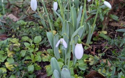 Tickets go on sale for my Wigmore recital in April