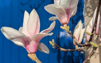 Radio 3 ‘In Tune’ interview this evening