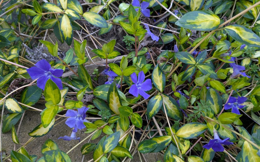 Guardian article online now