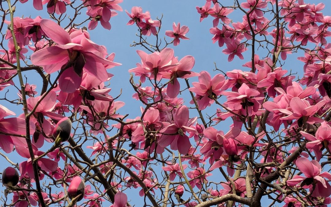 ‘Human Authored’ logo for books