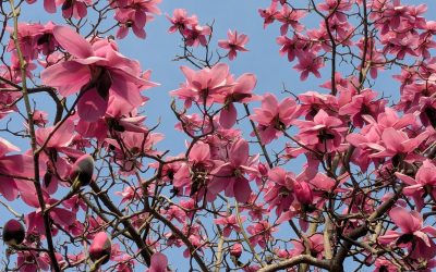 ‘Human Authored’ logo for books